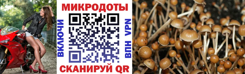 хочу наркоту  Райчихинск  Псилоцибиновые грибы Magic Shrooms 